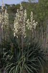 Moundlily yucca